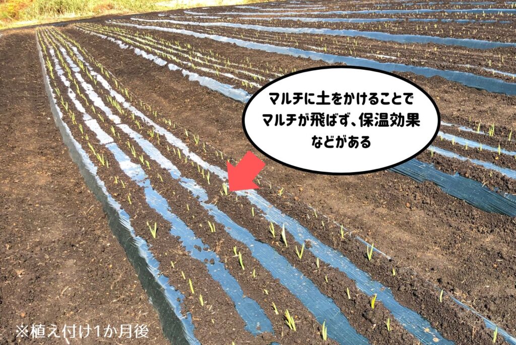 にんにくの栽培は家庭菜園でもできる？植え付けから収穫のポイントまで徹底解説